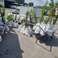 پیش فروش نهال الو شابلون دوساله|خدمات باغبانی و درختکاری|اسیر, |دیوار