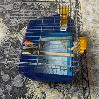 عروس هلندی رام با قفس