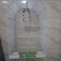 قفس