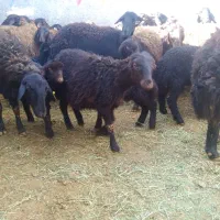 گوسفند|حیوانات مزرعه|خنداب, |دیوار