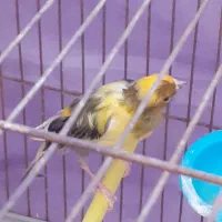 قناری|پرنده|فسا, |دیوار