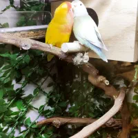 طوطی برزیلی معاوضه با یک جفت فنچ گلدین|پرنده|تهران, هفده شهریور|دیوار