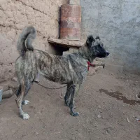 سگ ماده دهن پاک|سگ|دلیجان, |دیوار