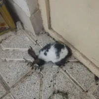خرگوش