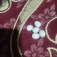 تخم نطفه دار عروس هلندی لوتینو