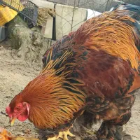 خروس برهما اصیل