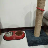 گربه با اصالت|گربه|اهواز, کوی ایثار|دیوار