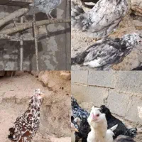 تخم مرغ گلین|حیوانات مزرعه|زنجان, |دیوار