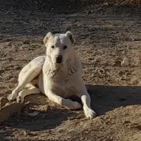 سگ نگهبان|سگ|کرج, باغستان|دیوار