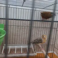 جفت قناری مولد|پرنده|خمینی‌شهر, |دیوار