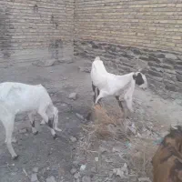 بزگلاب سه قلوزا
