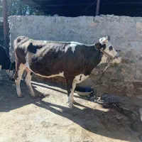 گاووگوساله