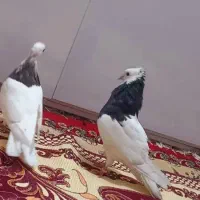 کبوتر جفت طوقی|پرنده|باوی, |دیوار
