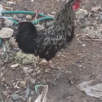 خروس جوان مشکی