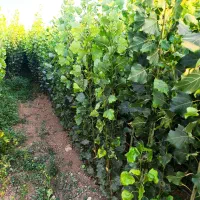 رشـد اقثصادی با نهـالهـای شهـر نـهـال|خدمات باغبانی و درختکاری|سردشت, |دیوار