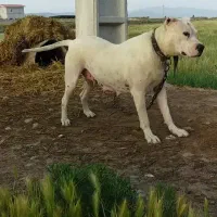 داگو آرژانتین