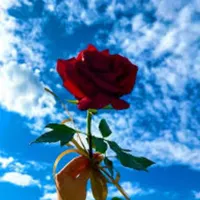 یک کیف با محتوا های با ارزش