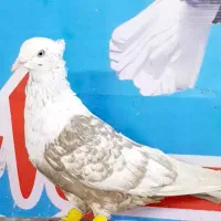 نر کله سفید هفرنگ|پرنده|اهواز, پردیس|دیوار