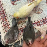 تعدادی جوجه عروس هلندی (گیرینچیک-ملنگو-راهب|پرنده|رشت, یخسازی|دیوار