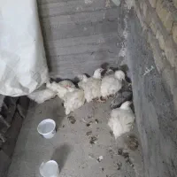 مرغ زنده موجود هست