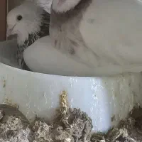 جفت طوقی عتیقه