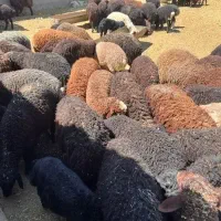 فروش فوری گوسفند و بره نر ۴۰ رآس و کود گوسفندی