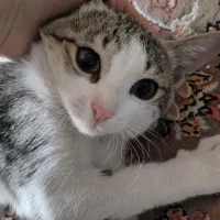 گربه گمشده