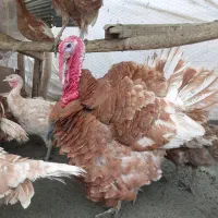 بوقلمون بوربون