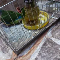 دو عدد جوجه گرینچک نرمه خور|پرنده|ایرانشهر, |دیوار