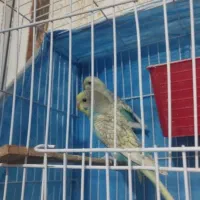 یک جفت مرغ عشق خیلی ناز و خوشگل. قیمت ۷۰۰ تومن