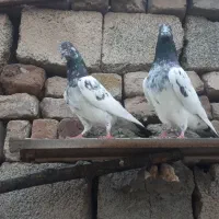 کبوتر پاکستانی