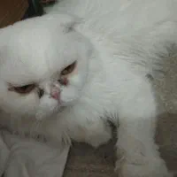 گربه اسکاتیش پرشین