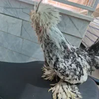 خروس پرپا
