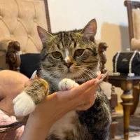 گربه نر