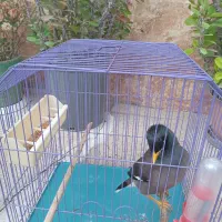 فروش مرغ مینا افغان با قفس