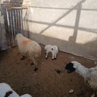 میش داشتی|حیوانات مزرعه|زیرکوه, |دیوار