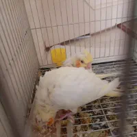 دو عدد جوجه عروس هلندی|پرنده|تربت‌حیدریه, یحیی آباد|دیوار