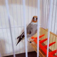 سهره پاسفید|پرنده|مشهد, کوی المهدی|دیوار