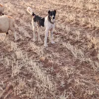 سگ نر|سگ|لاران, |دیوار