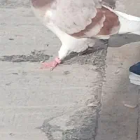 کبوتر گمشده