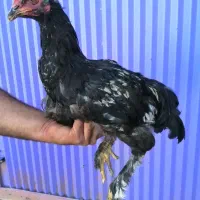 مرغ ونیمچه خروس وجوجه برهما|حیوانات مزرعه|قائم‌شهر, |دیوار