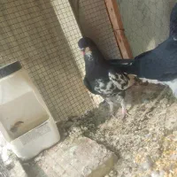 راست سیاه گلدار