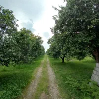 ده-هکتار-زمین-داخل-بافت-متل-قو