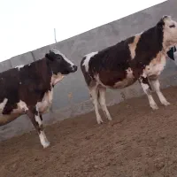 گاوشیری وتلیسه ابستن|حیوانات مزرعه|باشتین, |دیوار