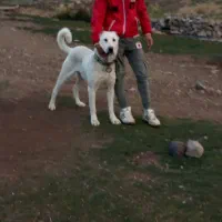 سگ گمشده|حیوانات|سنقر, |دیوار