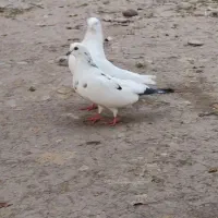 معاوظه با قناری نر