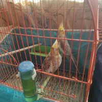 انواع عروس هلندی مولد دست آموز تکی جفتی|پرنده|نقده, |دیوار