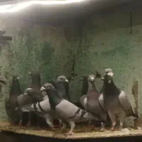 350،000|پرنده|بیرجند, |دیوار