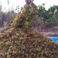 کشمش خراسان شمالی|خوردنی و آشامیدنی|تهران, جمال‌زاده|دیوار