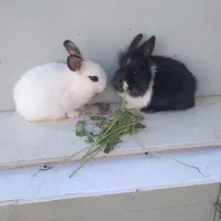 خرگوش|موش و خرگوش|کاشان, کارگر|دیوار